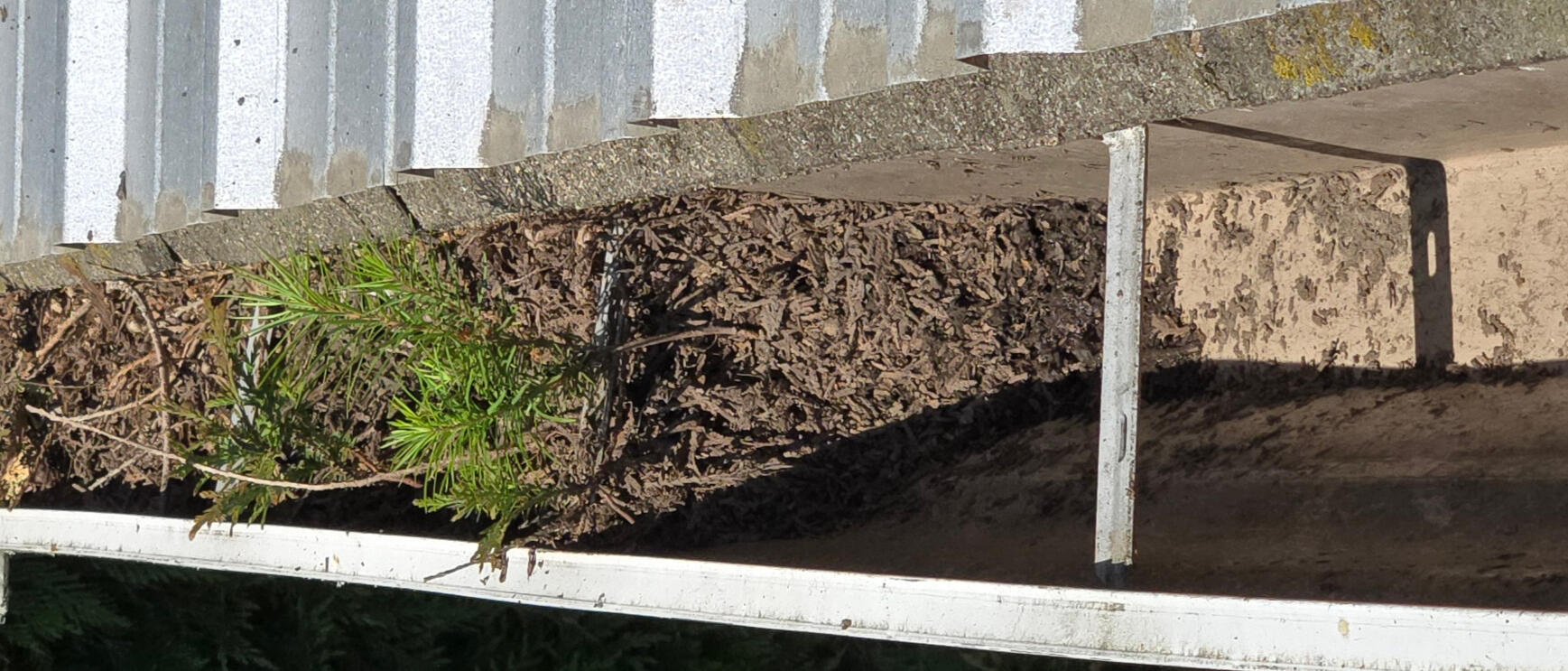 Before Gutter Cleaning